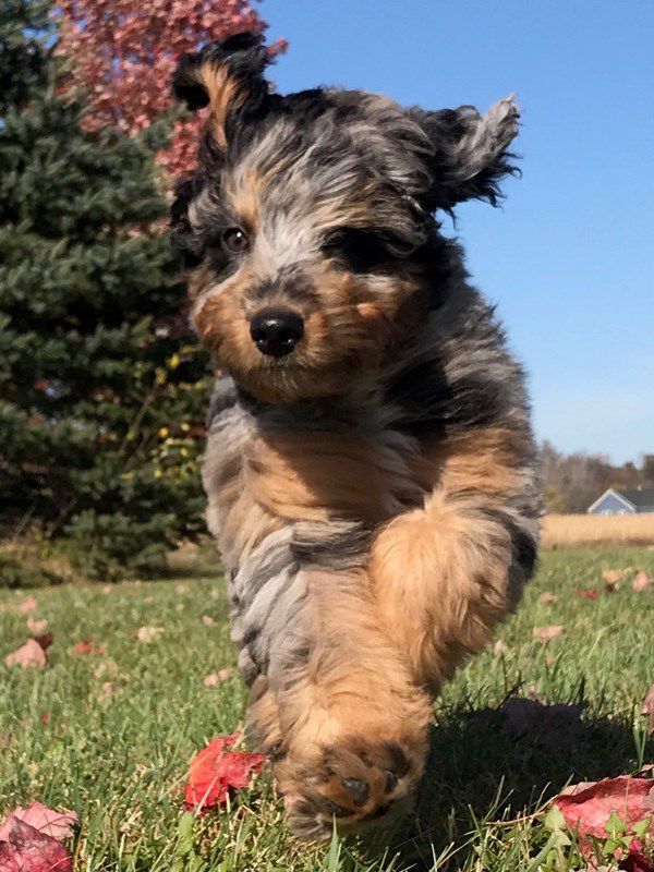 Pet Star 180.jpg